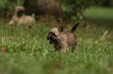 CAIRN TERRIER 431